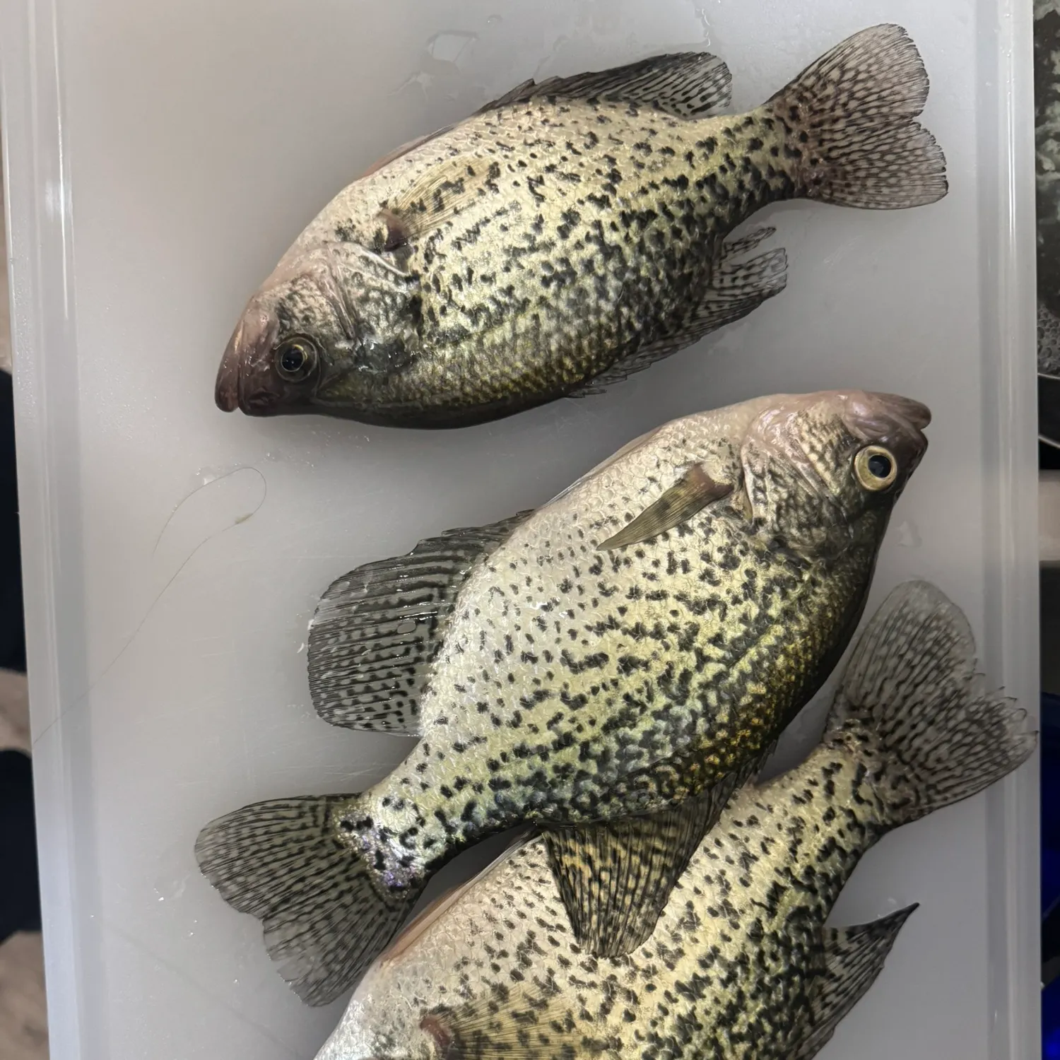 recently logged catches