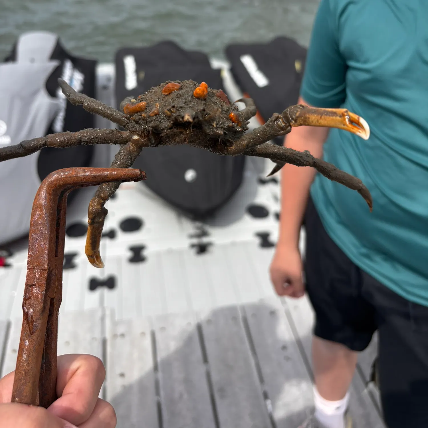 The most recent Warty crab catches on Fishbrain