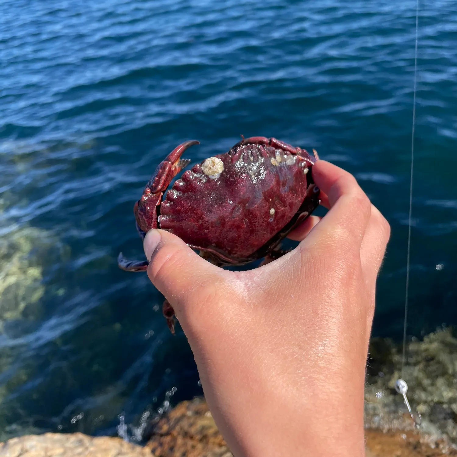 Red rock crab caught on Fishbrain