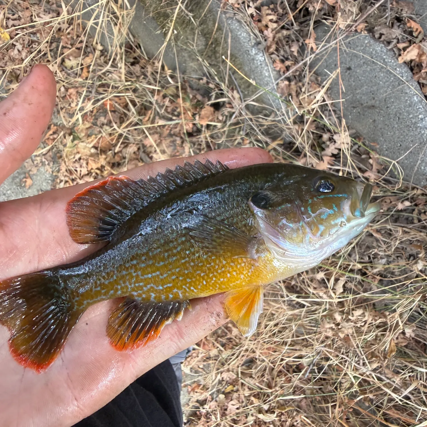 The most recent Green sunfish catches on Fishbrain