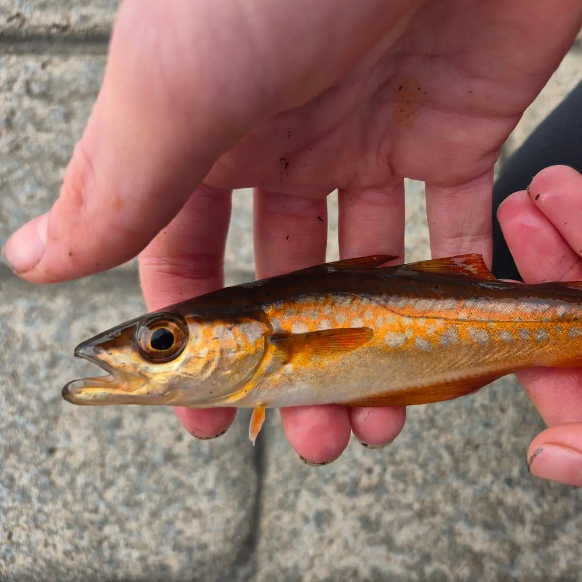 Pollack caught on Fishbrain