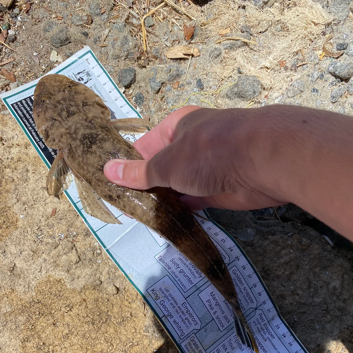 The most recent Bartail flathead catches on Fishbrain