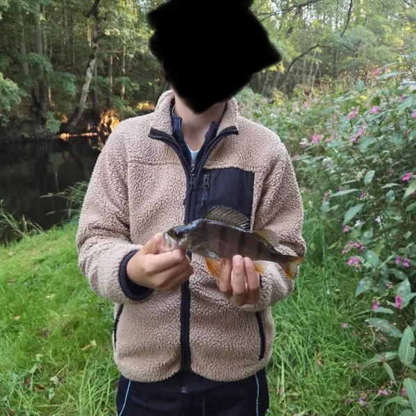 European perch caught on Fishbrain