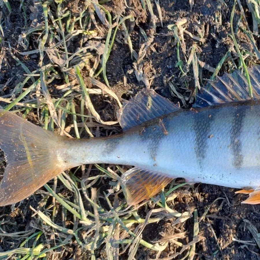 The most recent European perch catches on Fishbrain