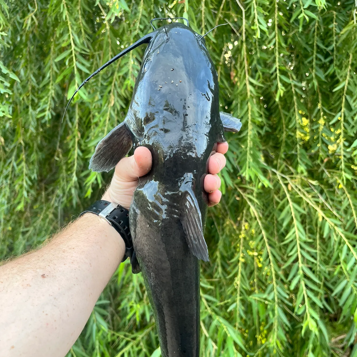 Channel catfish caught on Fishbrain