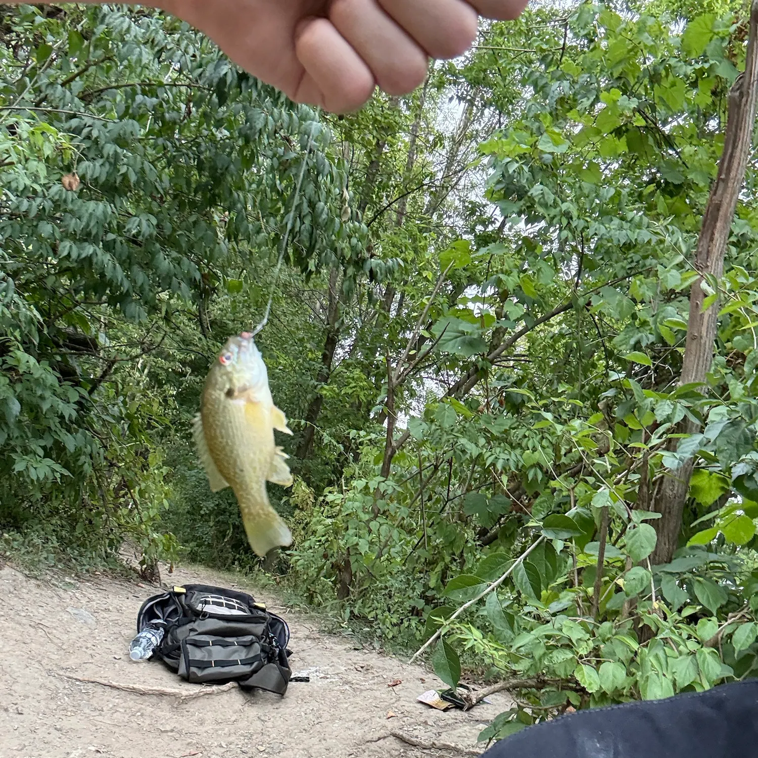 Green sunfish caught on Fishbrain