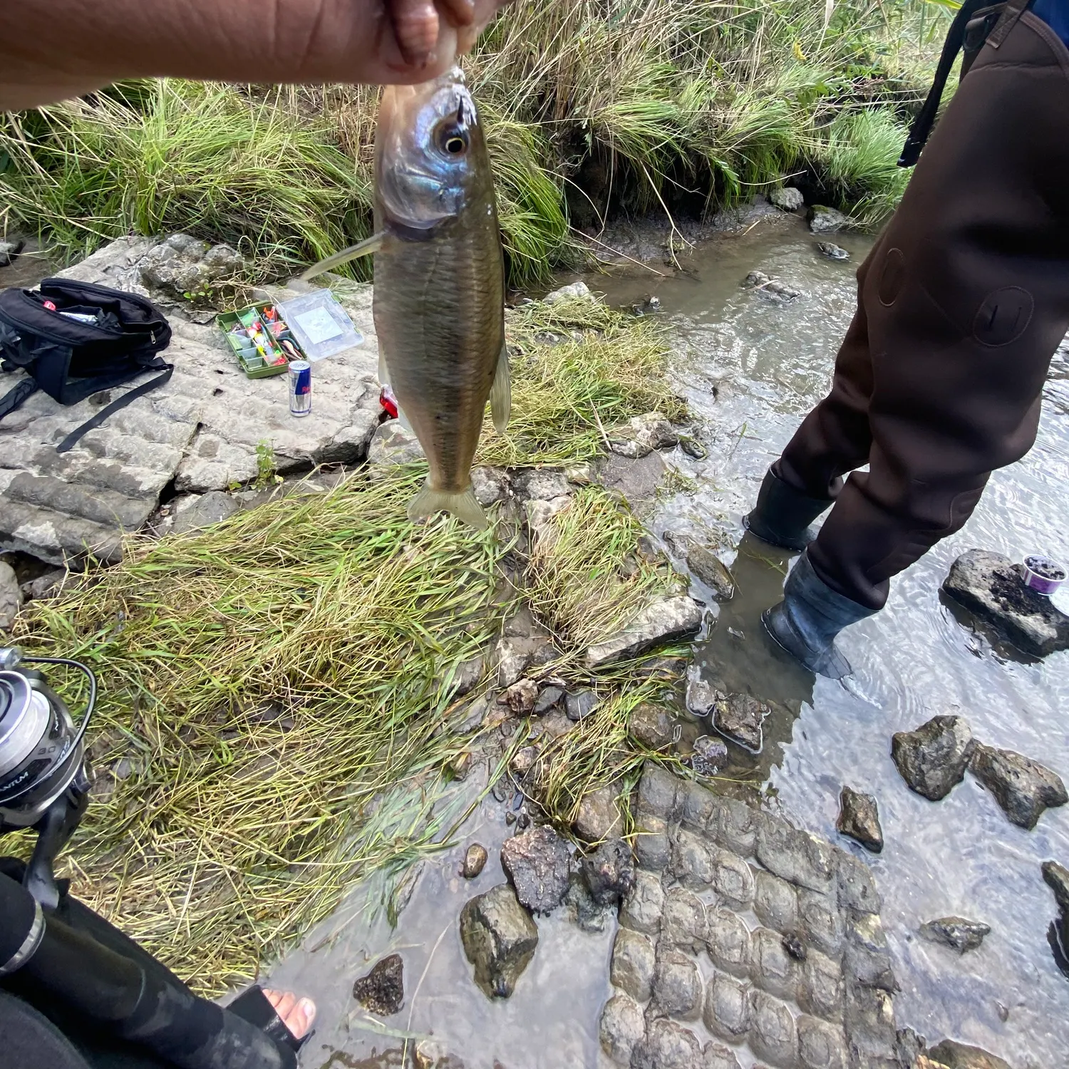 The most recent Striped shiner catches on Fishbrain