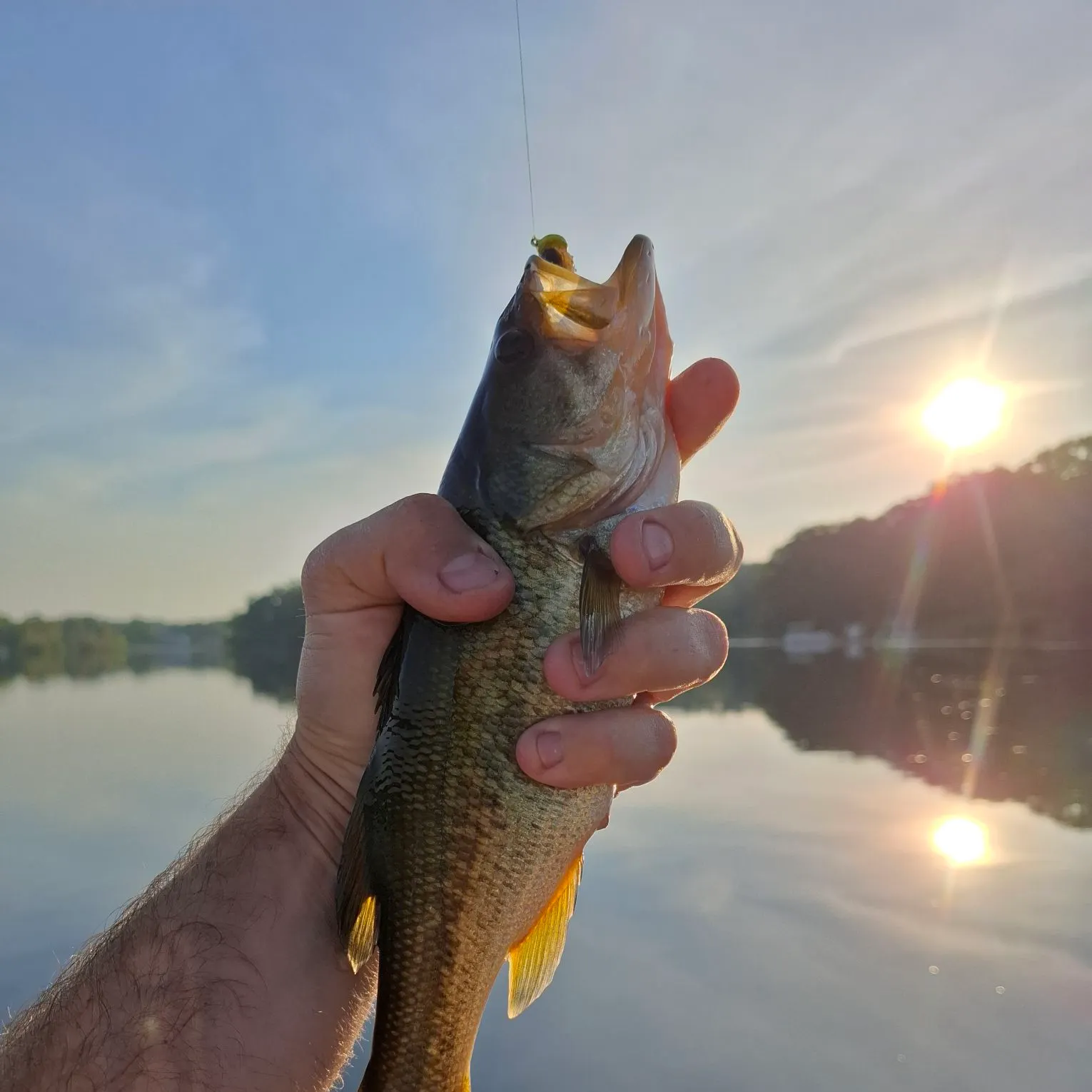 Largemouth bass caught on Fishbrain