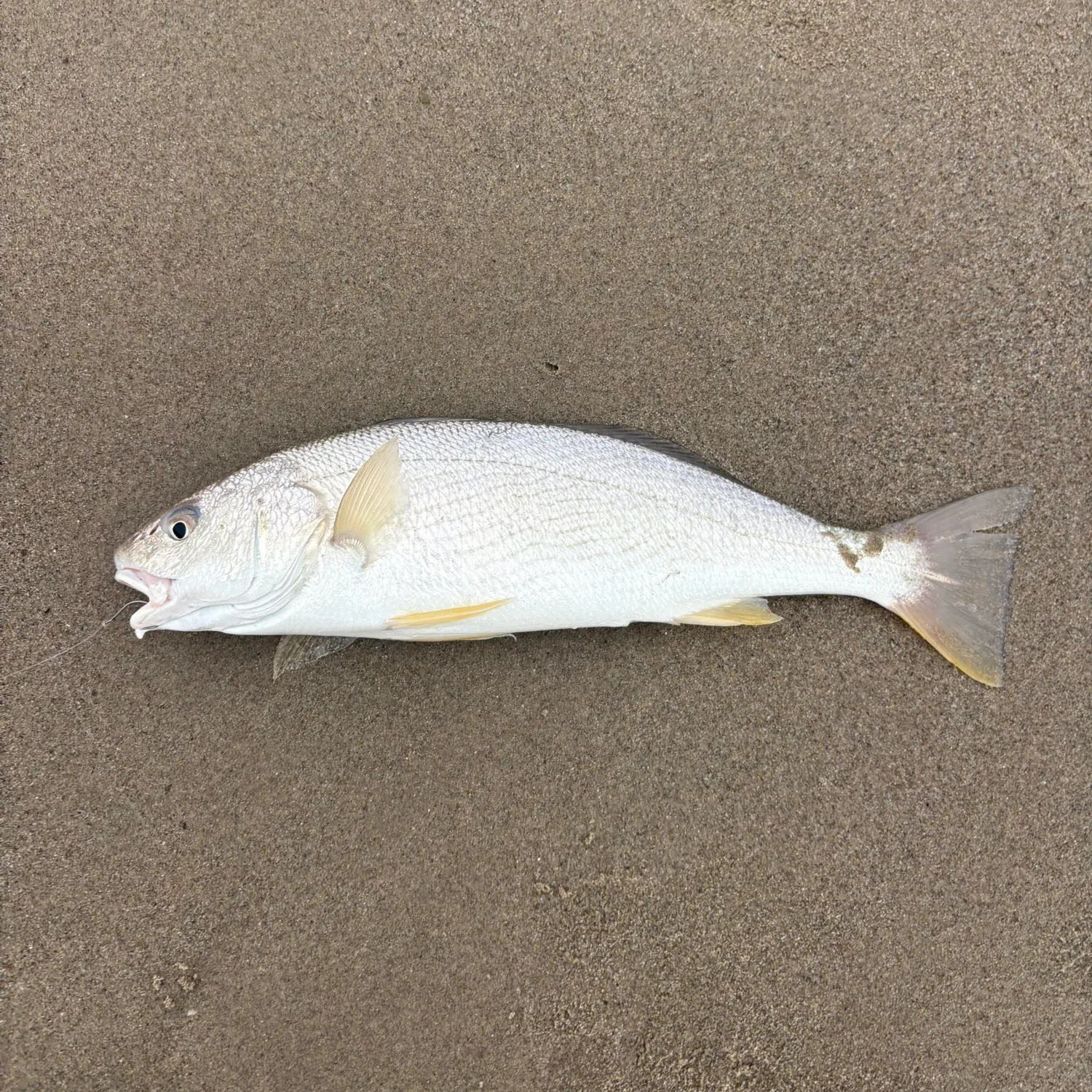 The most recent Yellowfin croaker catches on Fishbrain