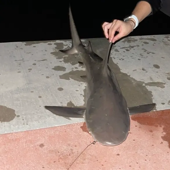 The most recent Bull shark catches on Fishbrain