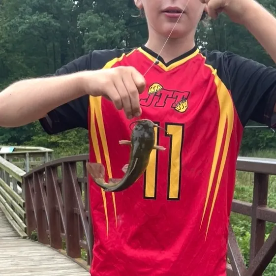 Yellow bullhead caught on Fishbrain