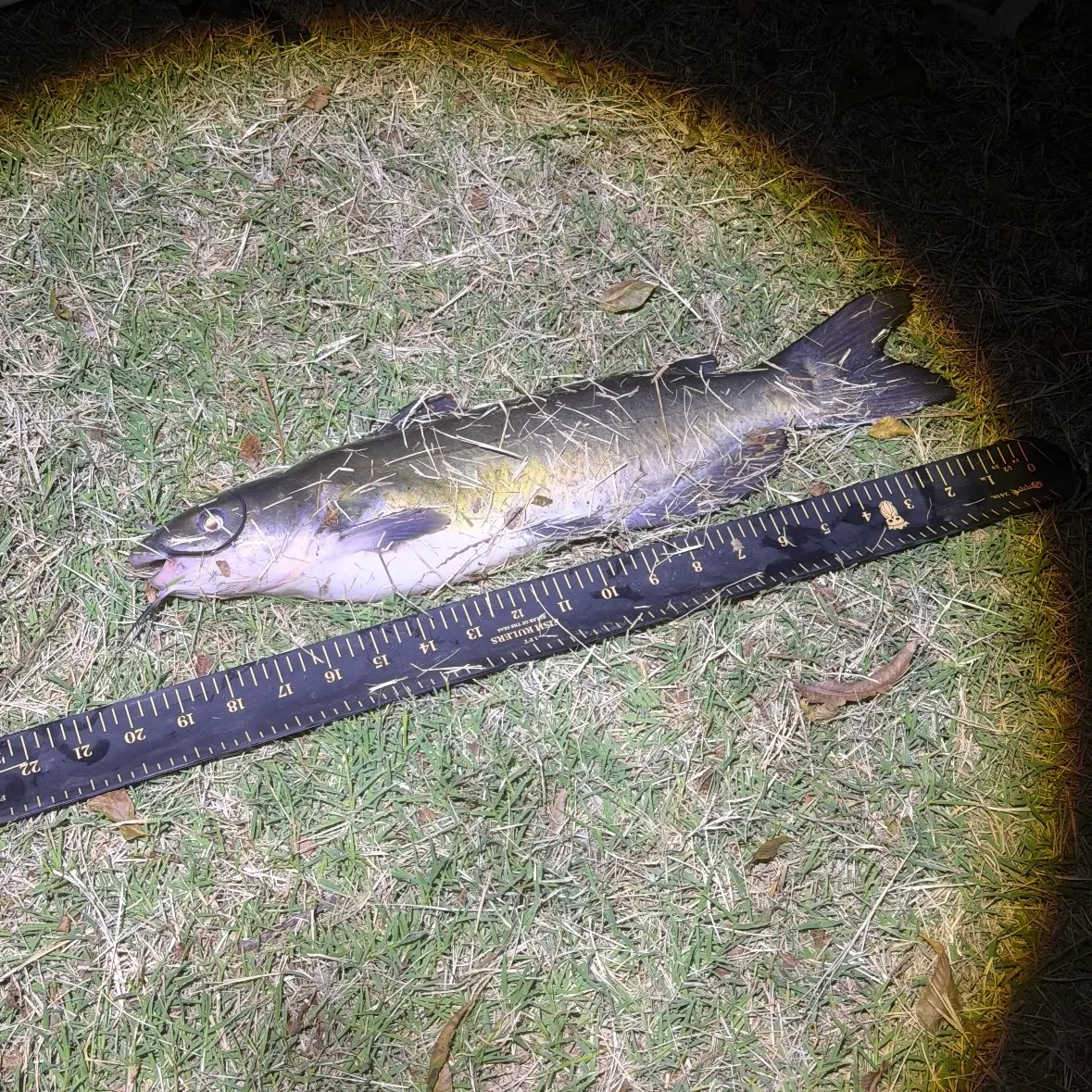 Channel catfish caught on Fishbrain