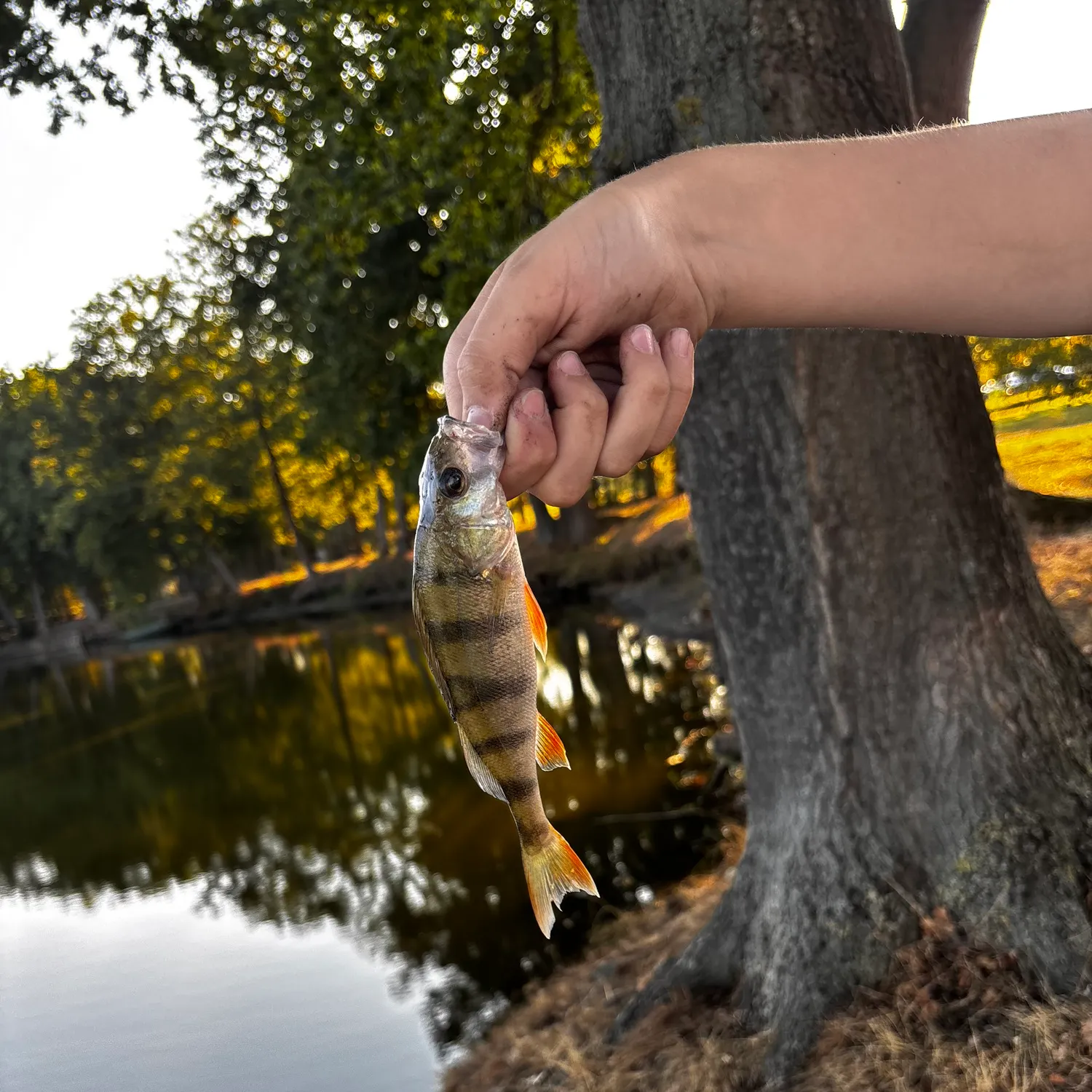 European perch caught on Fishbrain