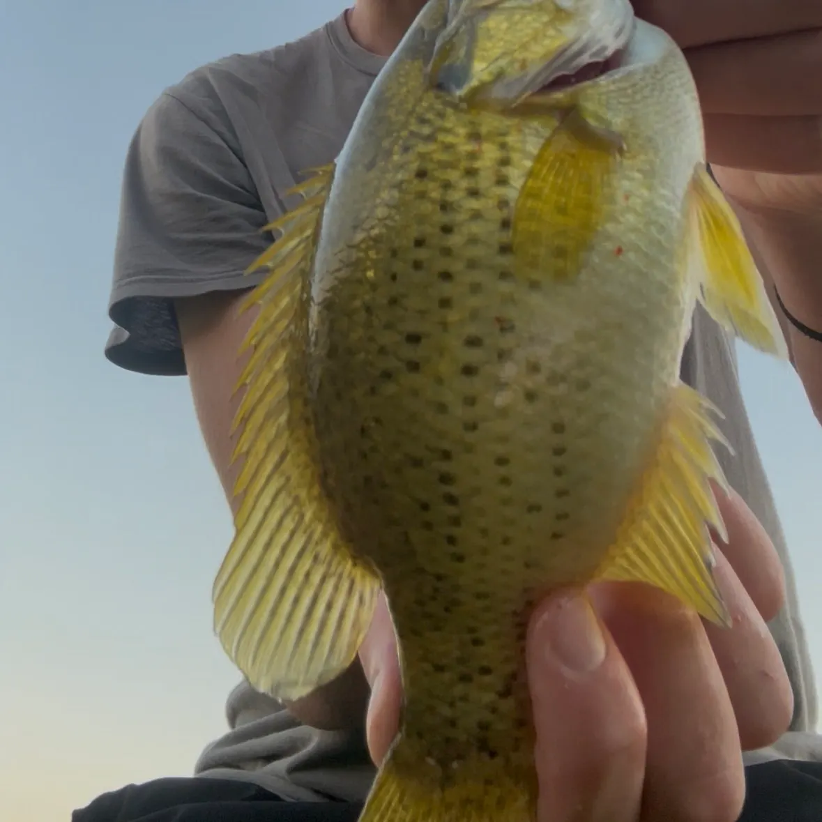 Rock bass caught on Fishbrain