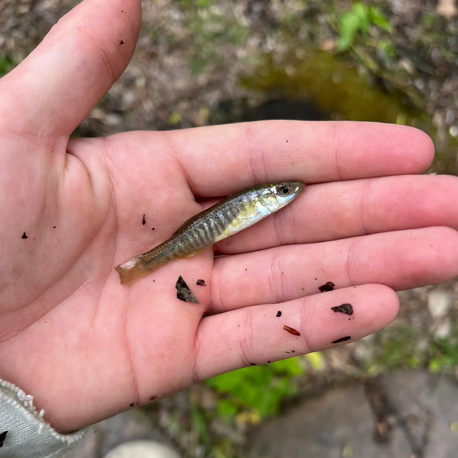 The most recent Banded killifish catches on Fishbrain