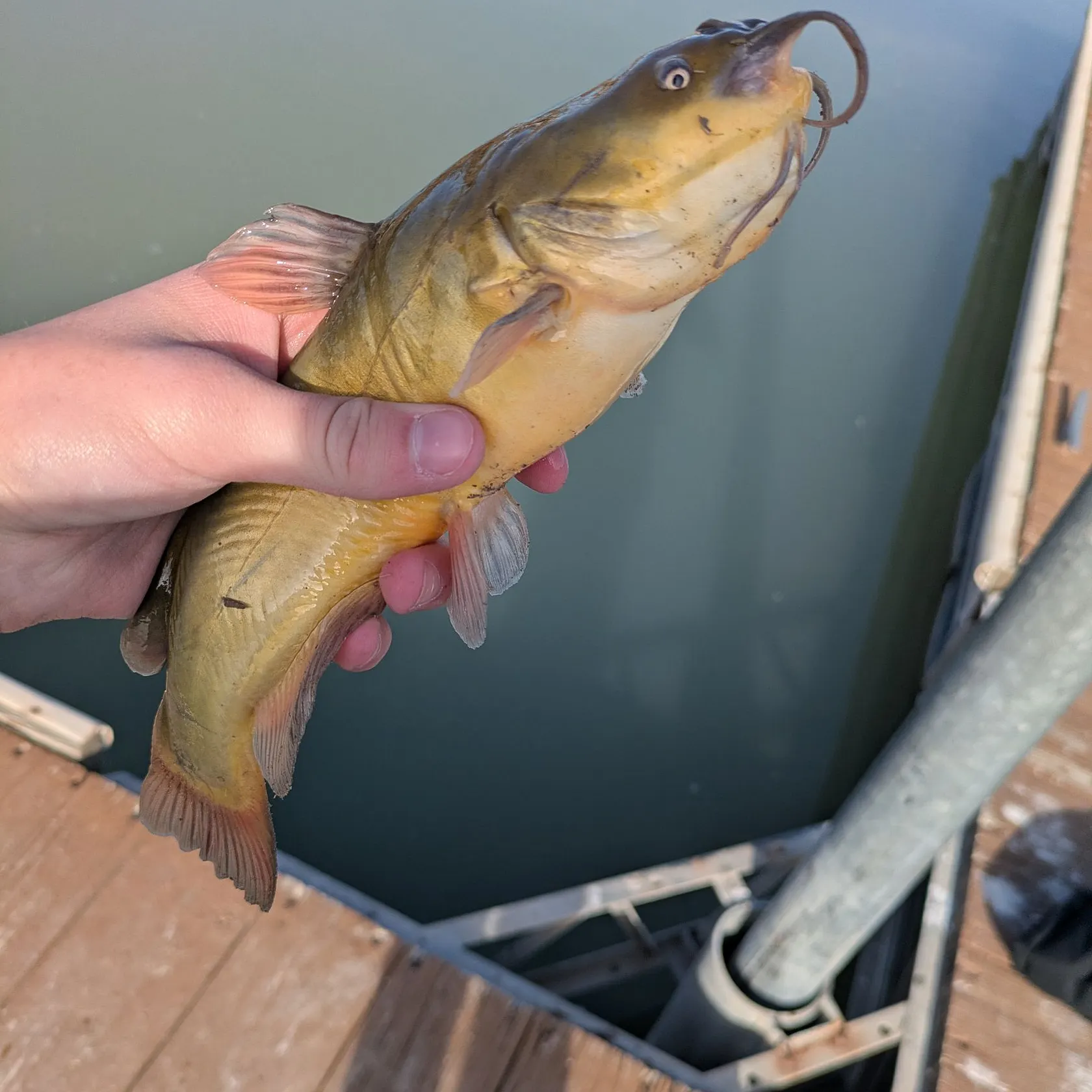 The most recent Black bullhead catches on Fishbrain