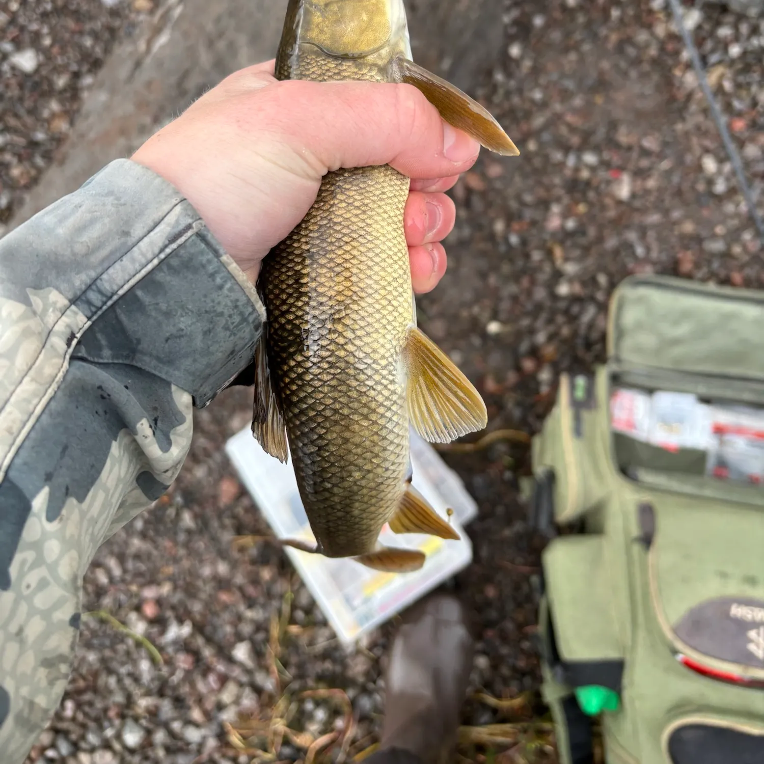 White sucker caught on Fishbrain