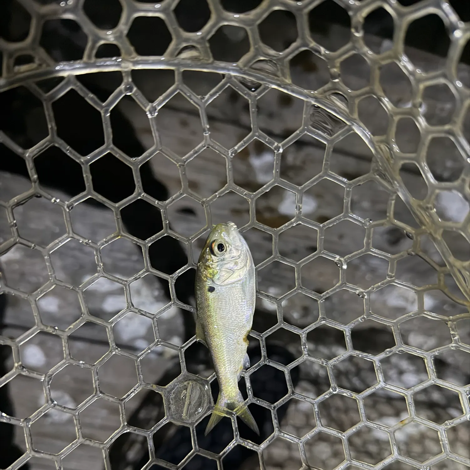 Atlantic menhaden caught on Fishbrain