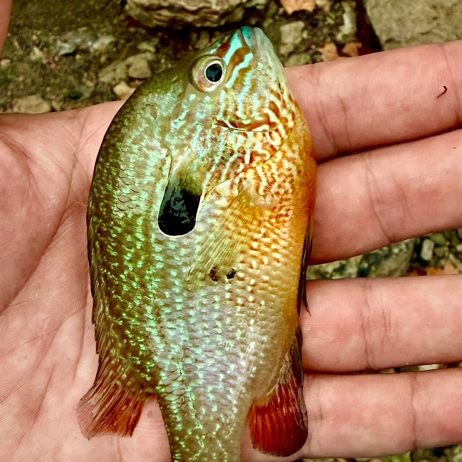 Longear sunfish caught on Fishbrain