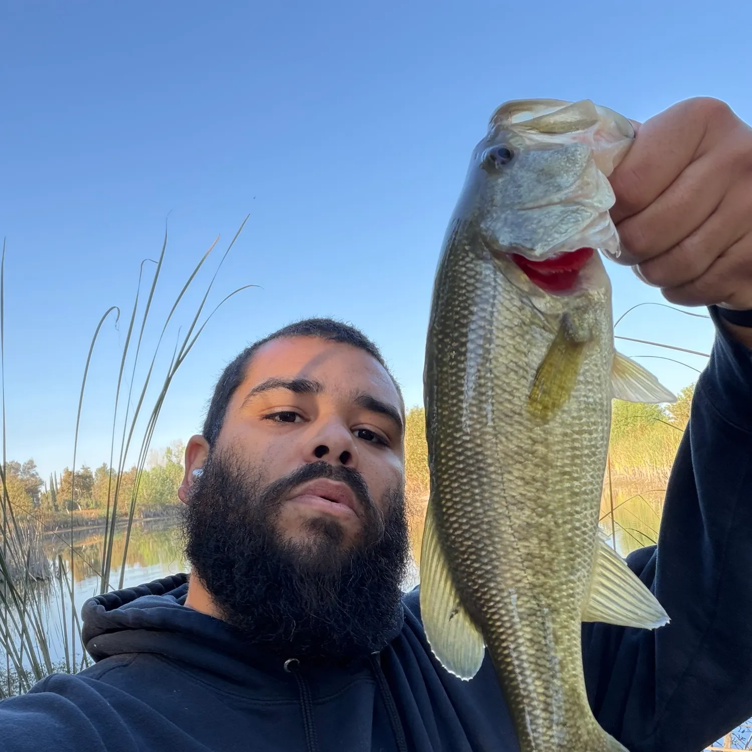 Largemouth bass caught on Fishbrain