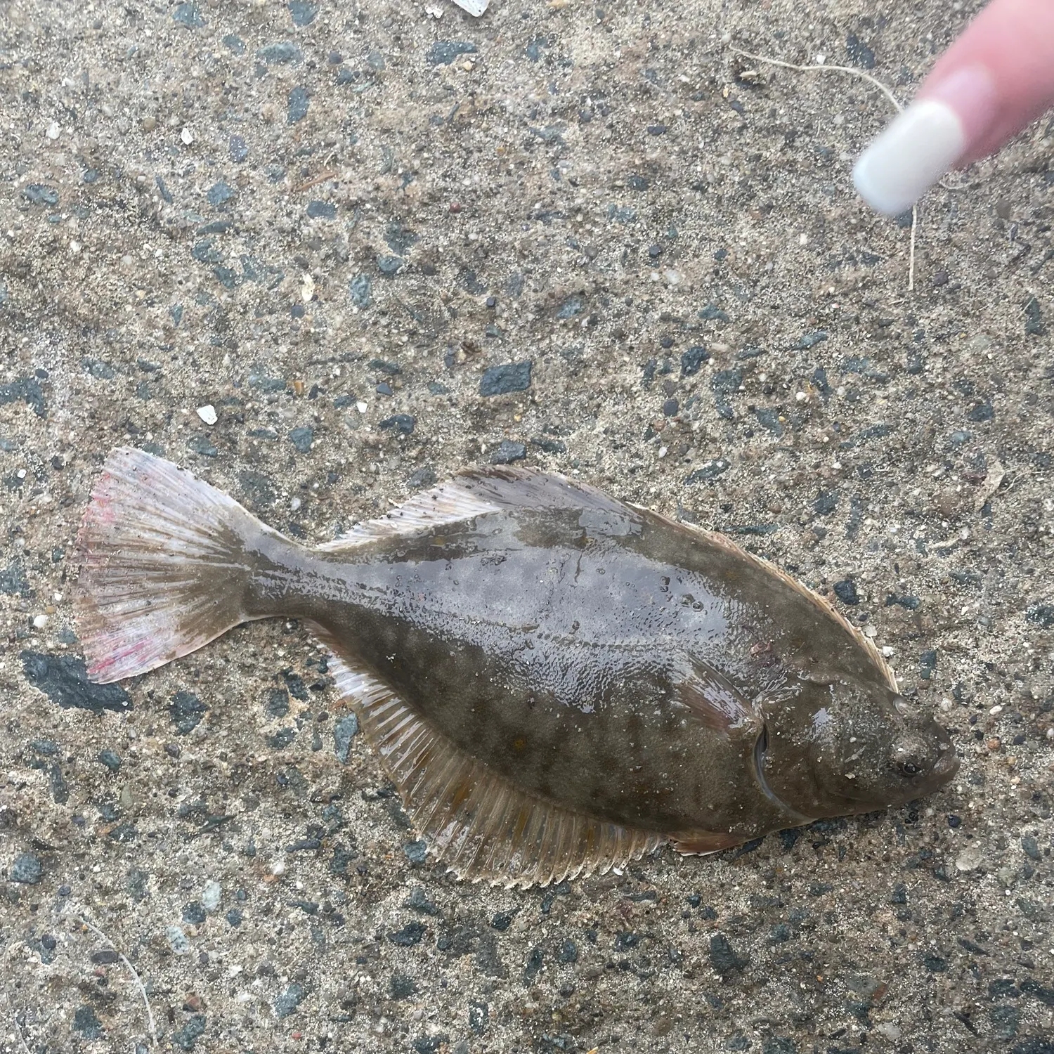 The most recent European flounder catches on Fishbrain