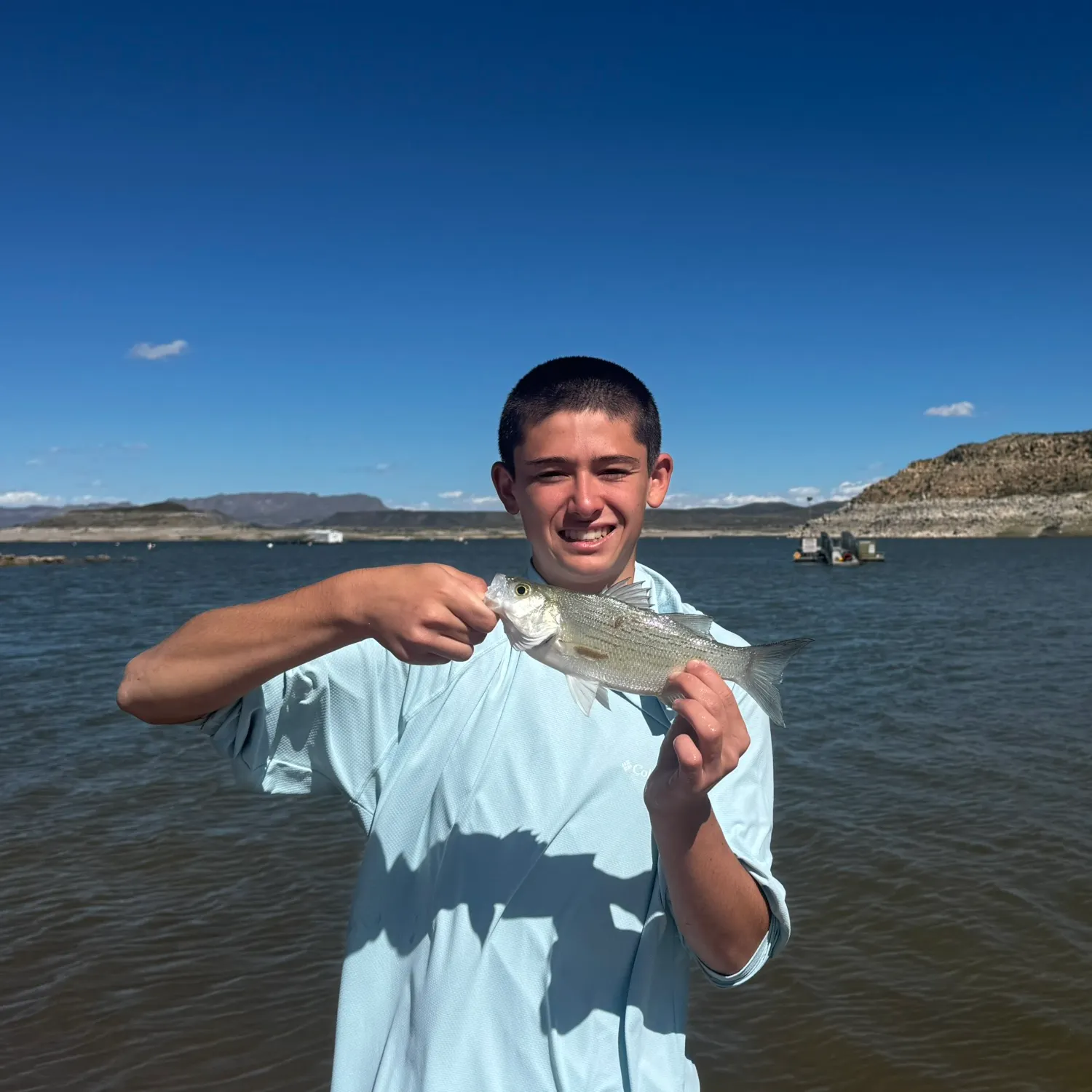 White bass caught on Fishbrain