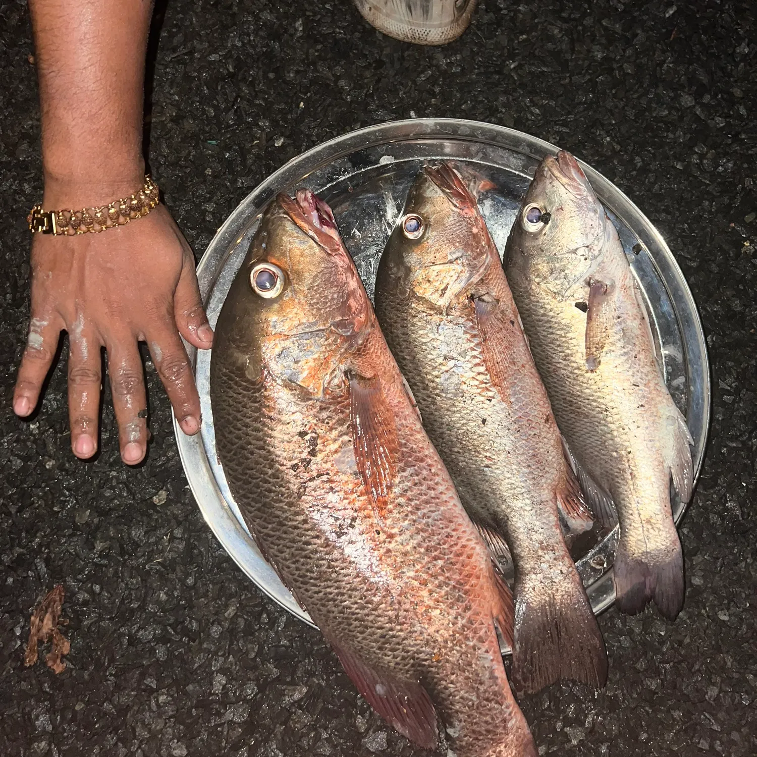 The most recent Mangrove red snapper catches on Fishbrain