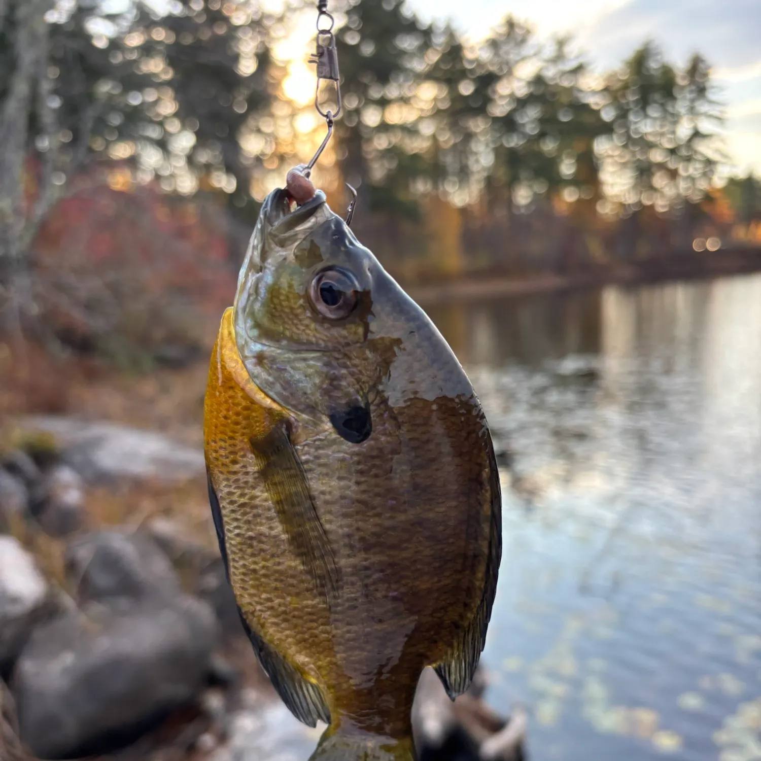 Bluegill caught on Fishbrain