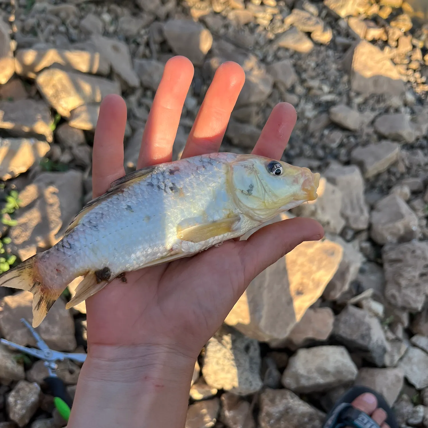 Koi carp caught on Fishbrain