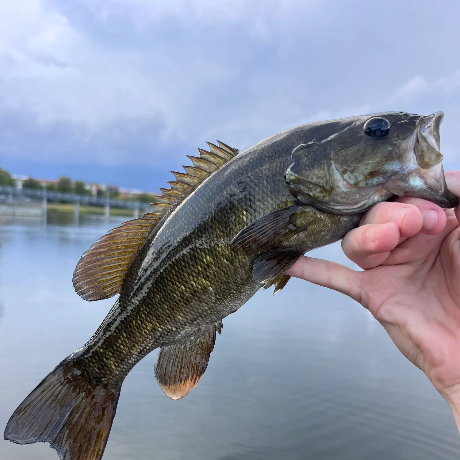 Smallmouth bass caught on Fishbrain