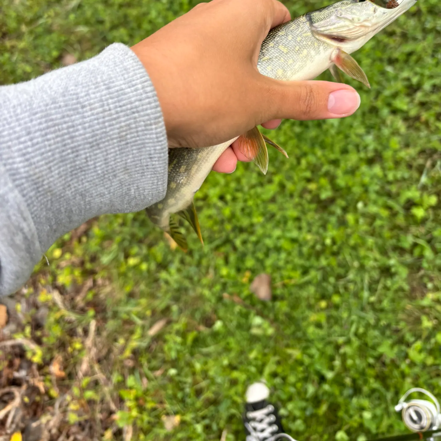 Northern pike caught on Fishbrain