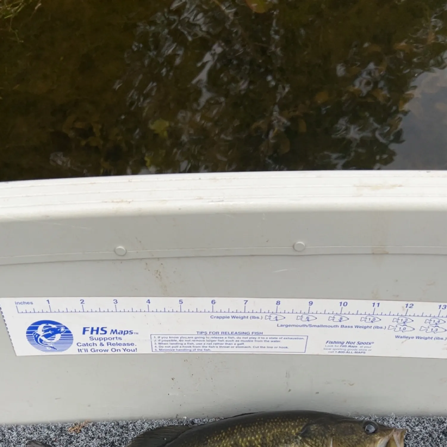 recently logged catches