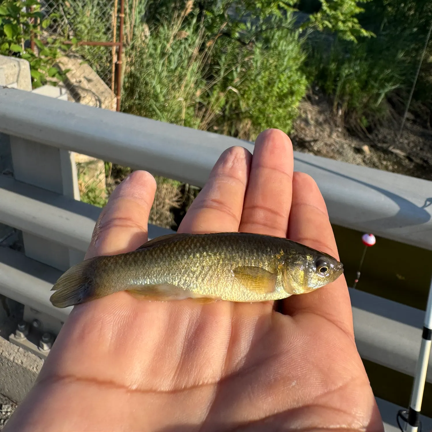 The most recent Mummichog catches on Fishbrain