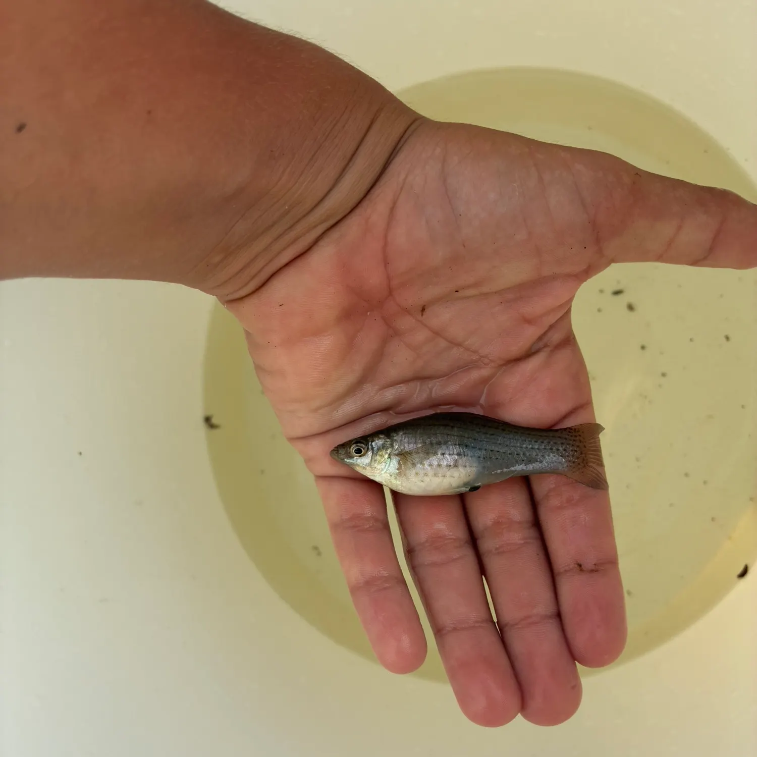 The most recent Shortfin molly catches on Fishbrain