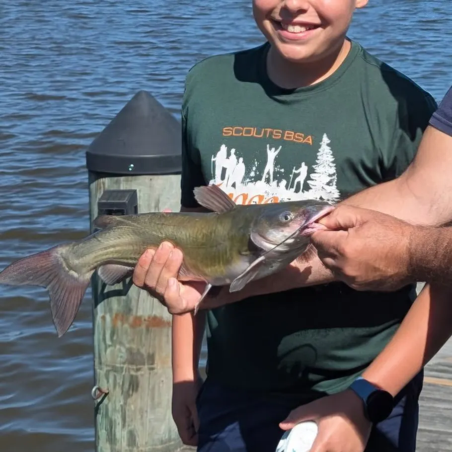 Channel catfish caught on Fishbrain