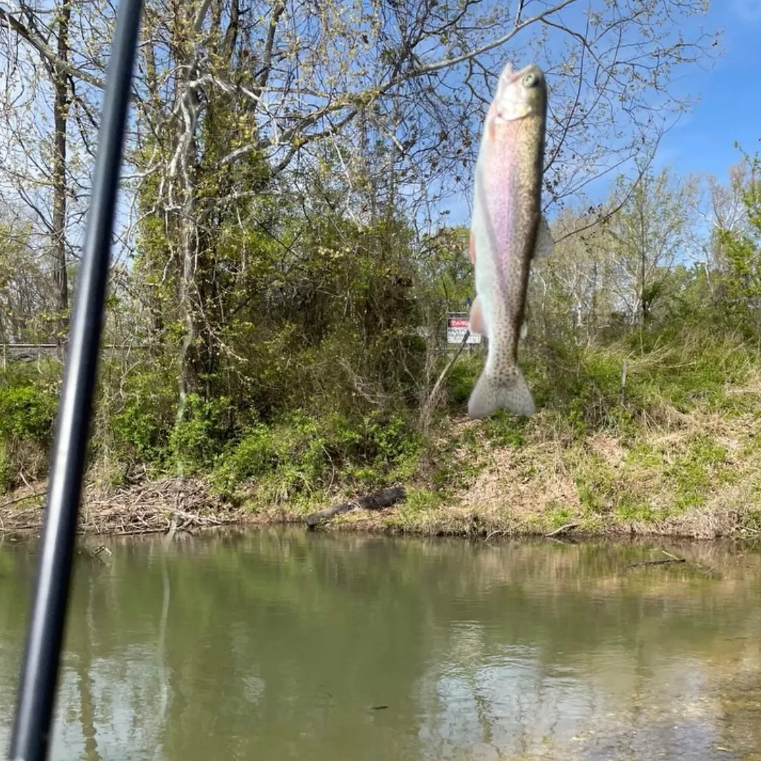 Rainbow trout caught on Fishbrain
