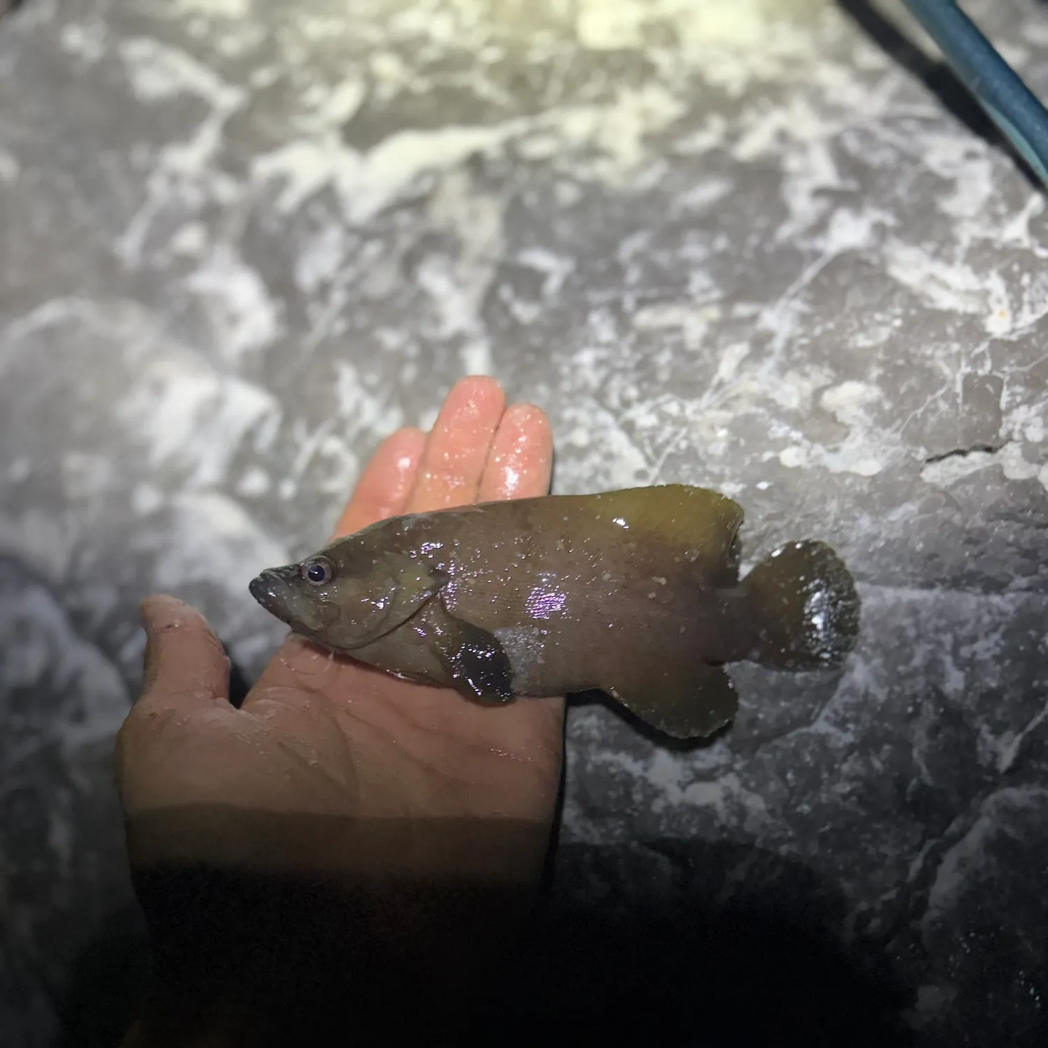 The most recent Whitespotted soapfish catches on Fishbrain