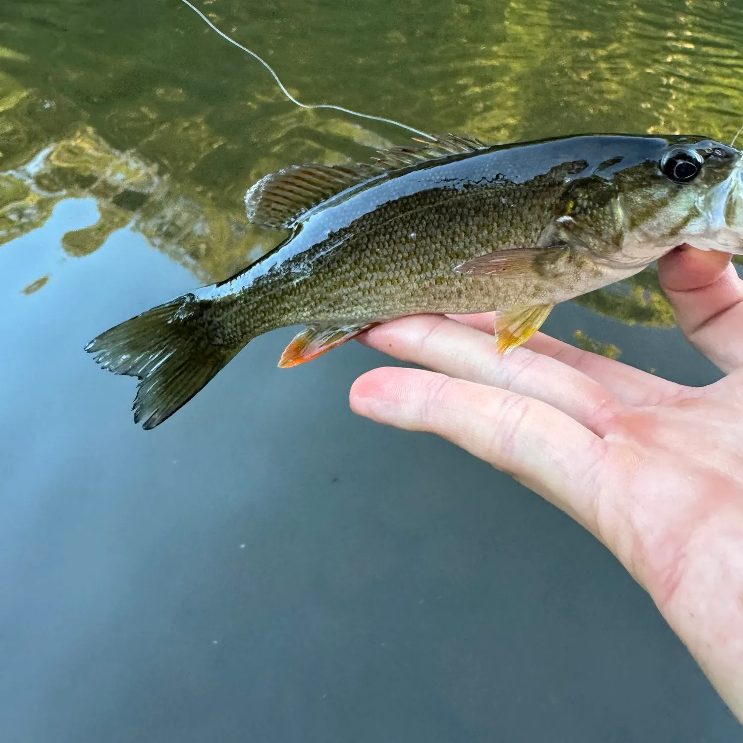 Smallmouth bass caught on Fishbrain