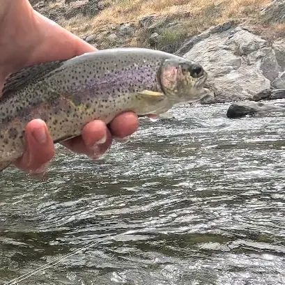 The most recent Kern River Rainbow Trout catches on Fishbrain