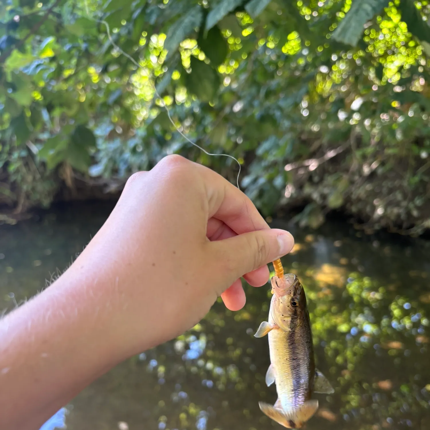 Creek chub caught on Fishbrain