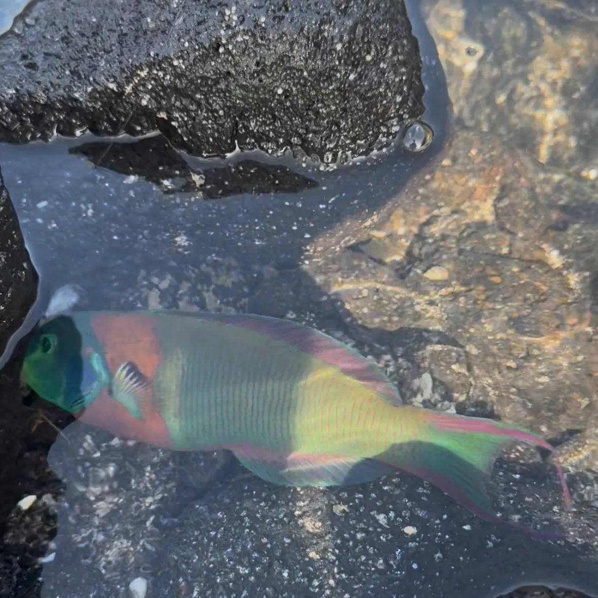 The most recent Saddle wrasse catches on Fishbrain