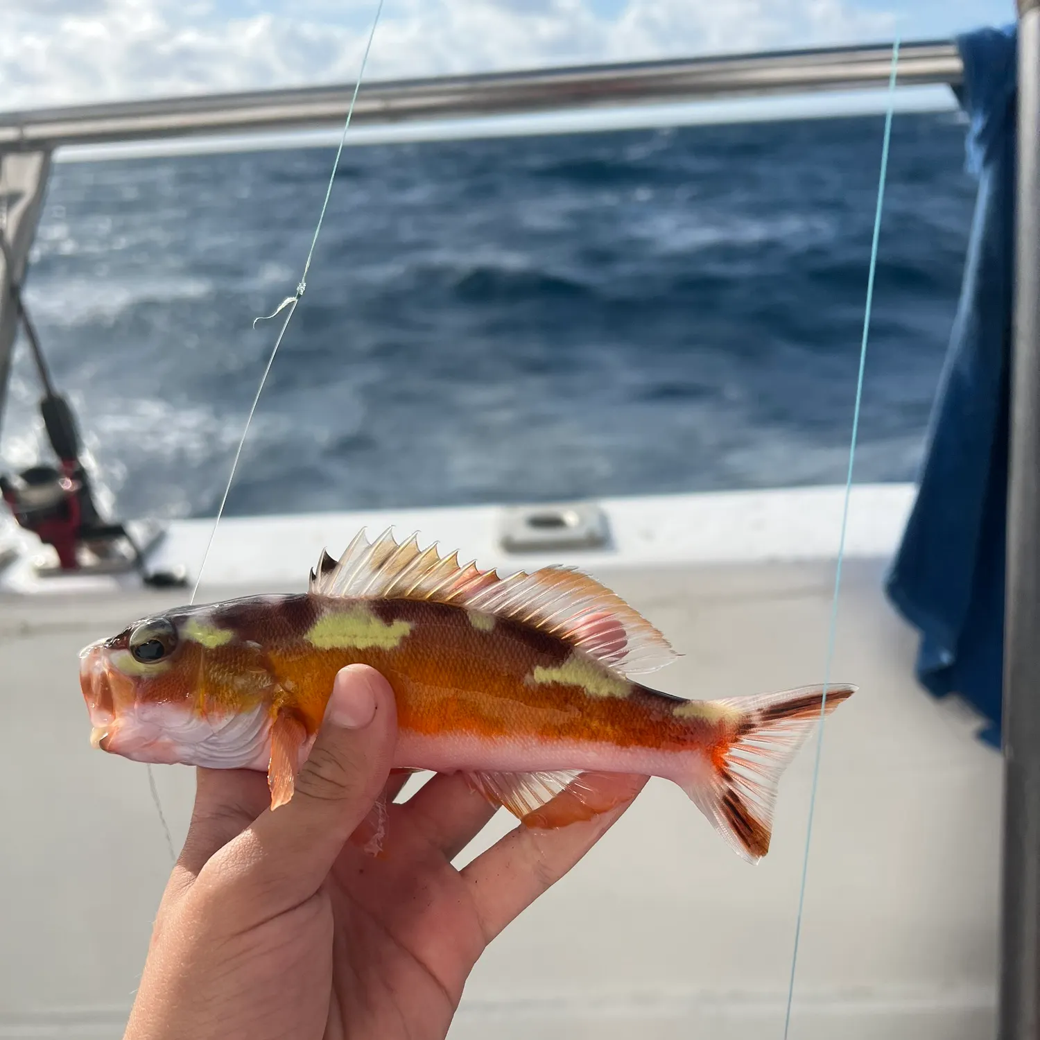 The most recent Tobaccofish catches on Fishbrain