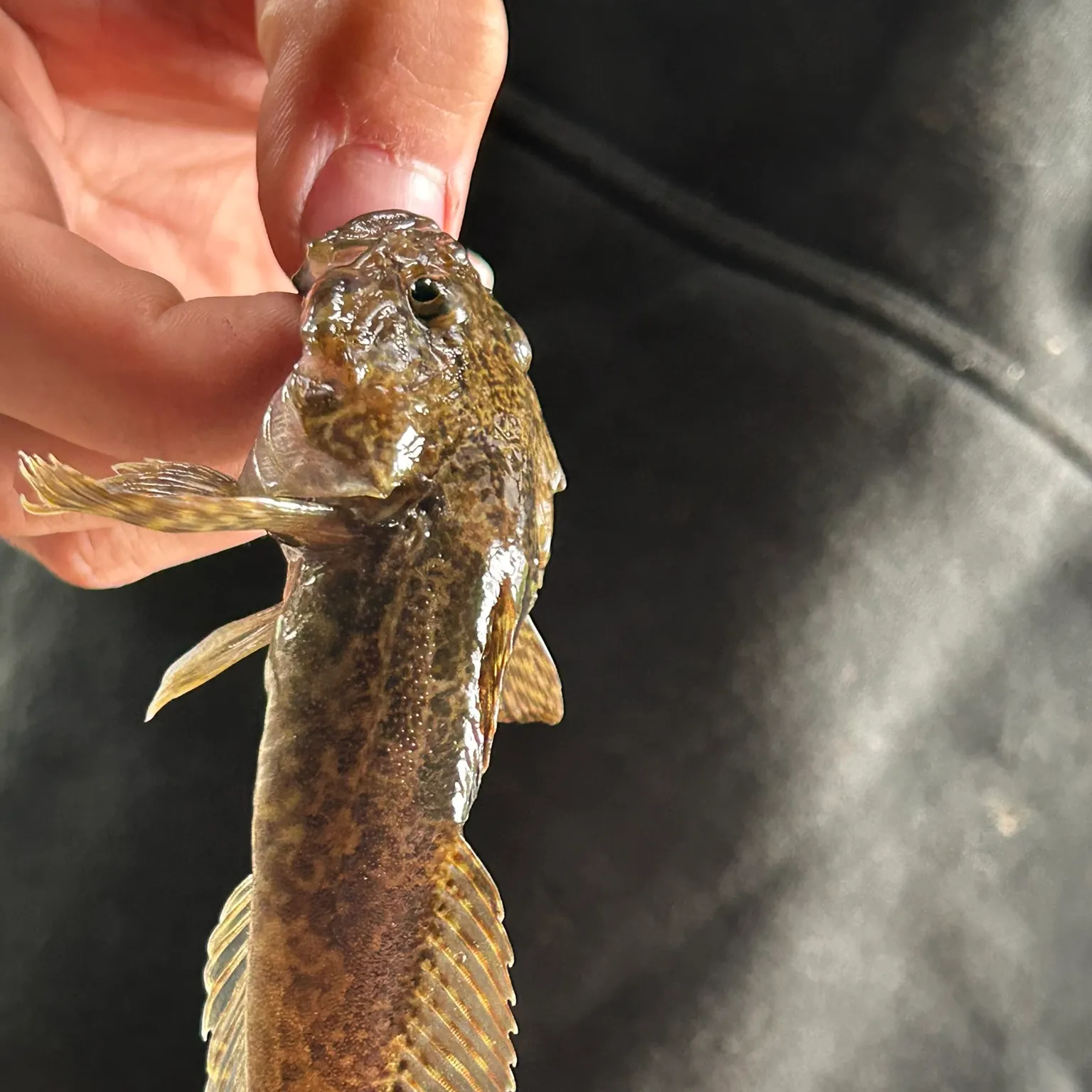 The most recent Prickly sculpin catches on Fishbrain