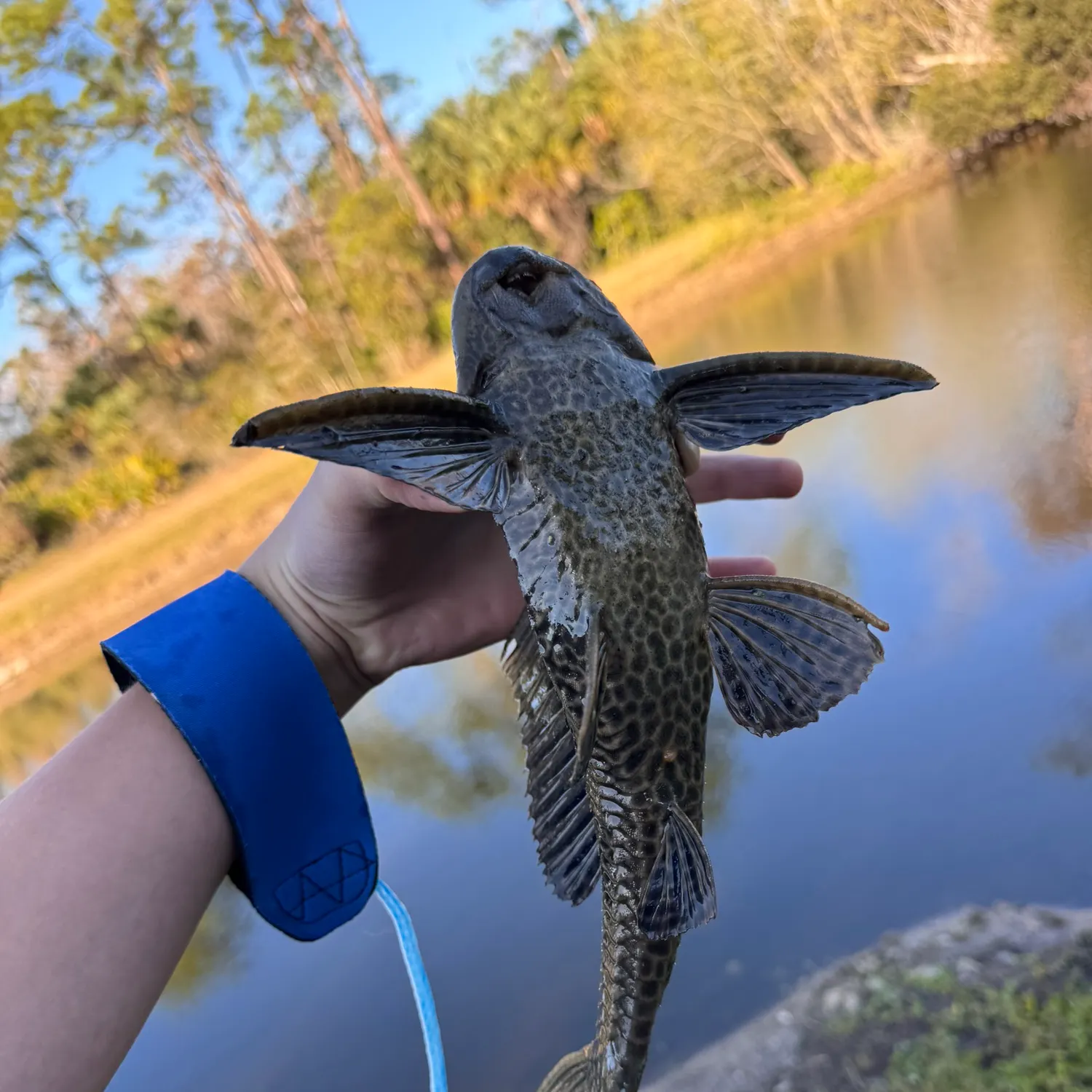 The most recent Suckermouth catfish catches on Fishbrain