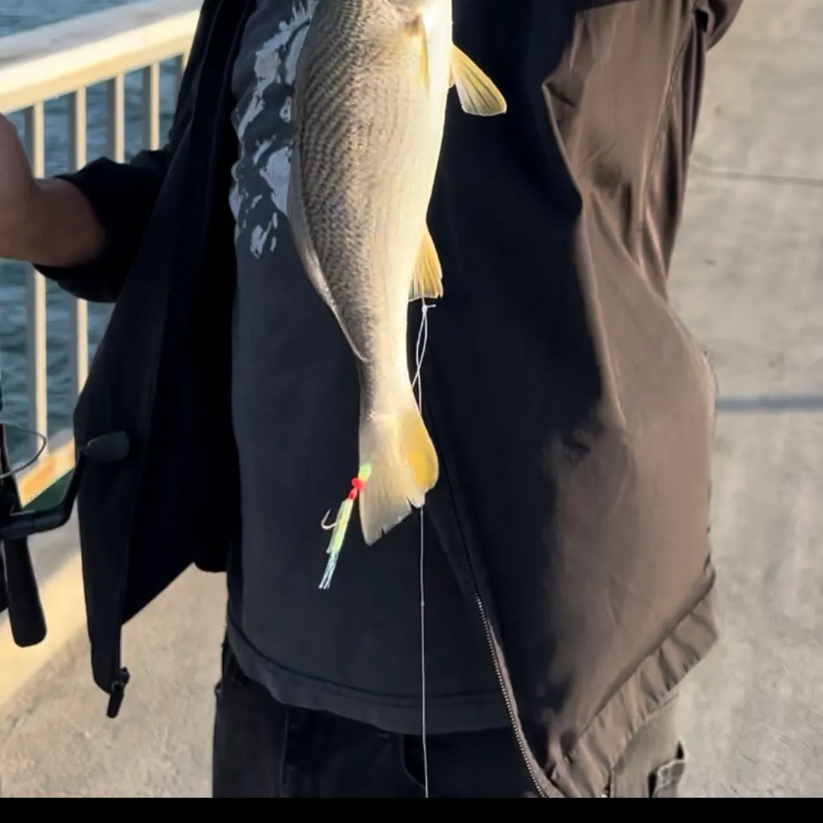 Yellowfin croaker caught on Fishbrain