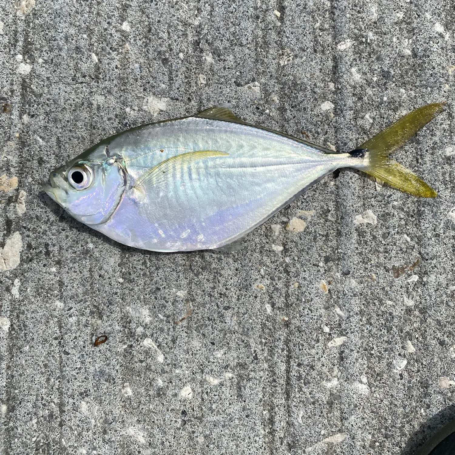 The most recent Atlantic bumper catches on Fishbrain