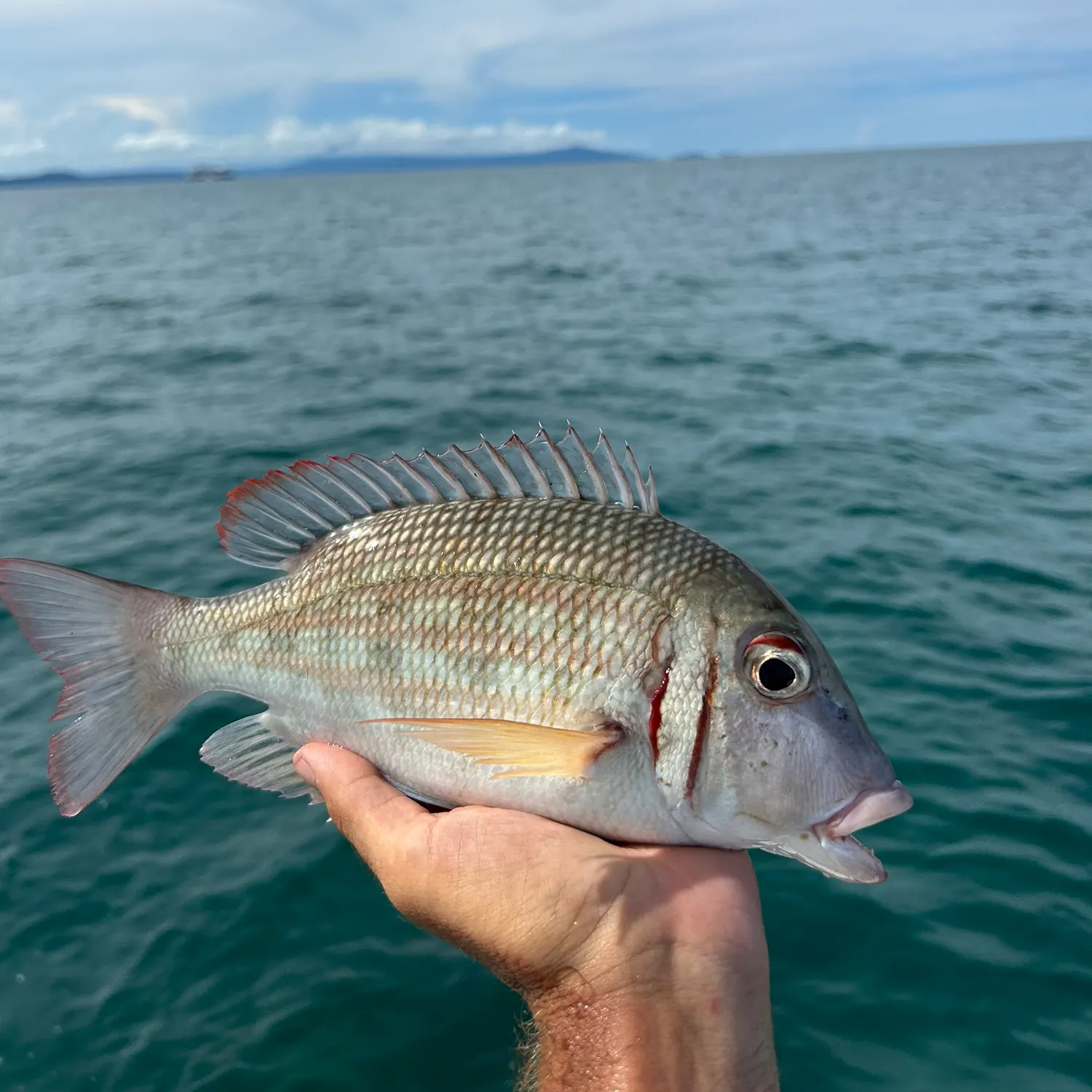 The most popular recent Ornate emperor catch on Fishbrain