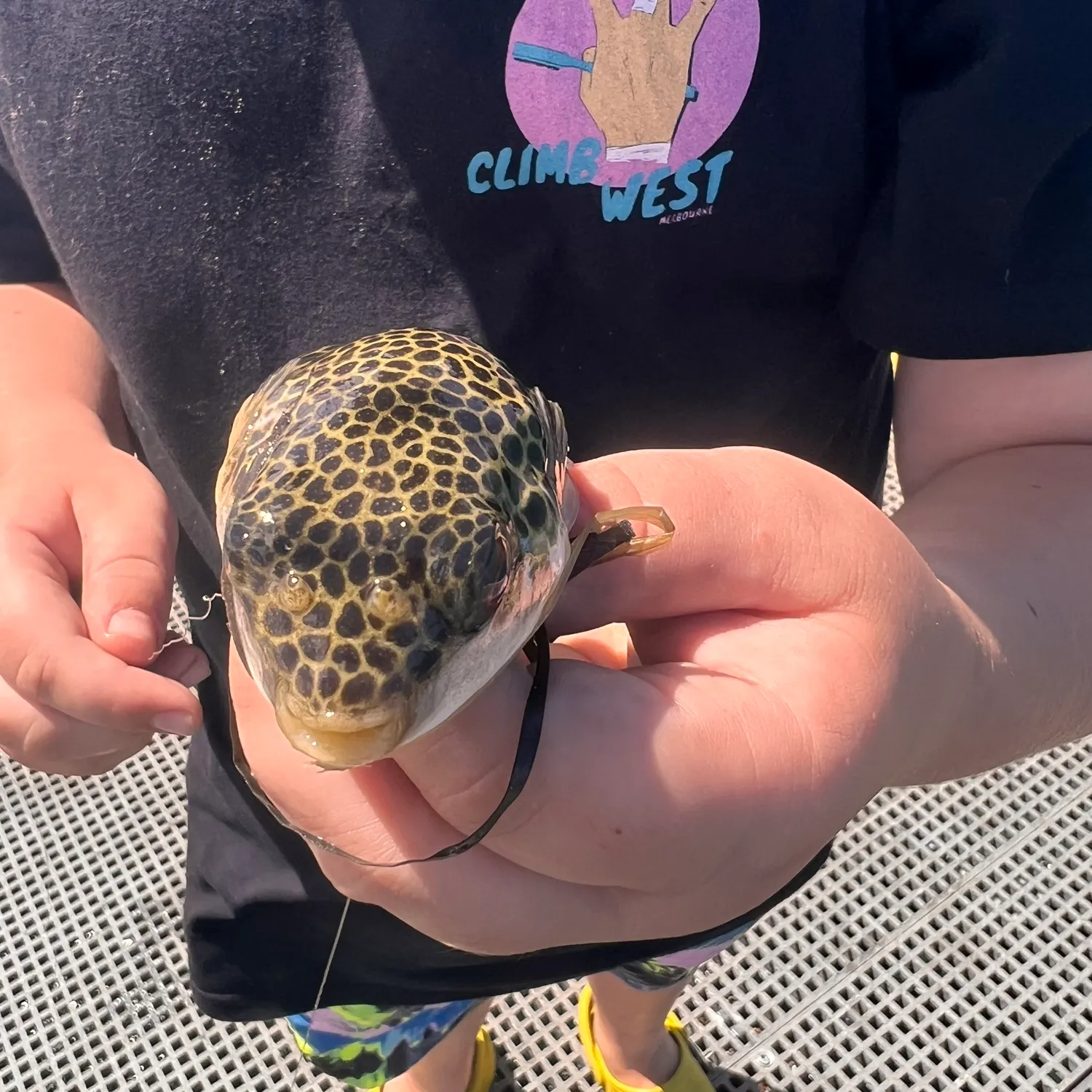 The most recent Common toadfish catches on Fishbrain