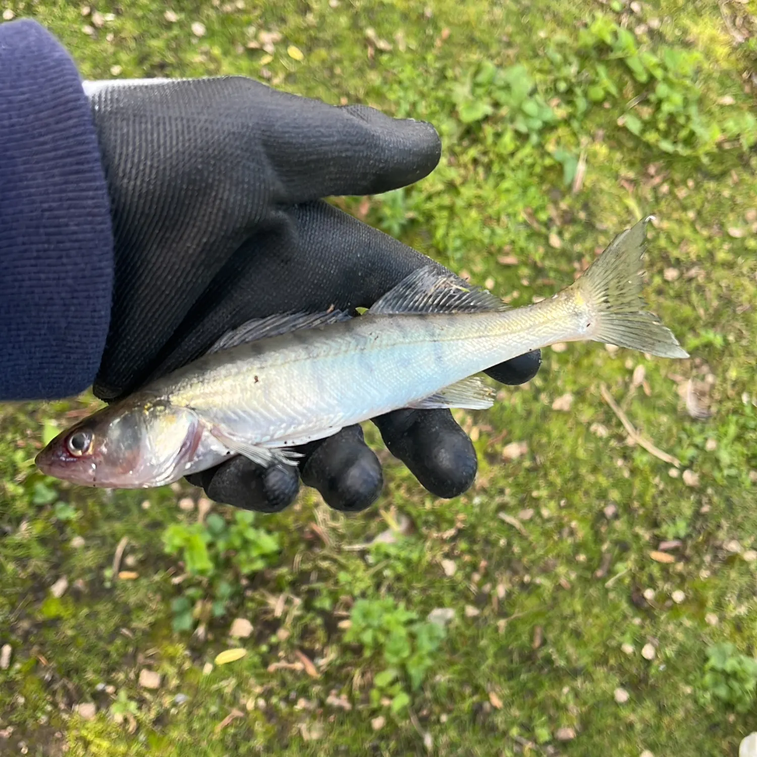 Zander caught on Fishbrain