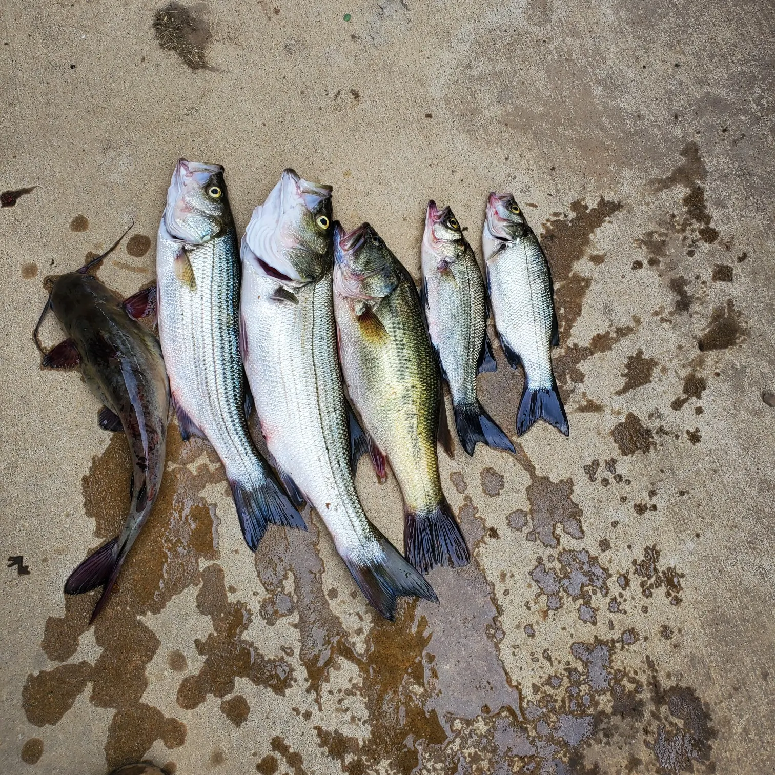 recently logged catches